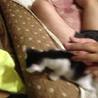 2か月の仔猫です サムネイル4
