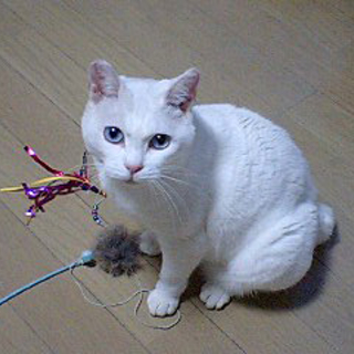交渉中のため、一時、募集停止中です。