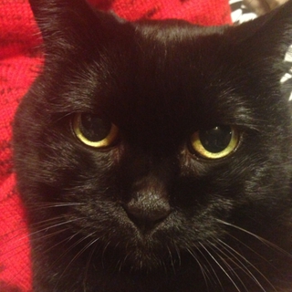 黒猫里親募集中！！丸顔の可愛い顔の猫です！