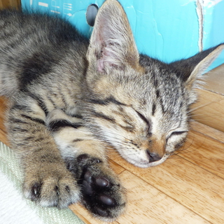 子猫　生後2カ月くらい