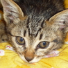 子猫　生後2カ月くらい サムネイル3