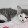 子猫の里親さん募集 サムネイル2