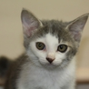 子猫の里親さん募集 サムネイル6