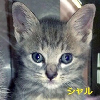 ブルー 子猫 ♂ シャル　推定生後４カ月