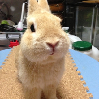 ネザーランドドワーフの里親募集