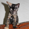 さびねこです！家族に迎えて下さいm(__)m サムネイル2