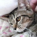 人も猫も大好き!!愛嬌たっぷり丸顔の子猫