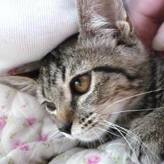 人も猫も大好き!!愛嬌たっぷり丸顔の子猫