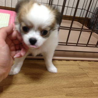 優しく大切に飼っていただけるかた