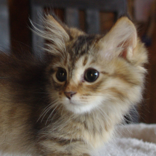 とっても可愛い子猫です！
