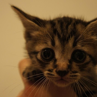 キジトラ　子猫　男の子