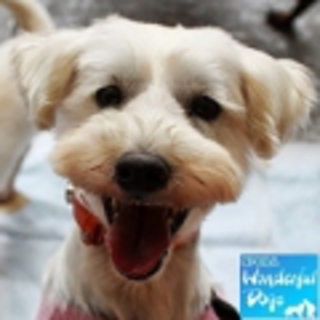 「雪乃介」　３歳♂