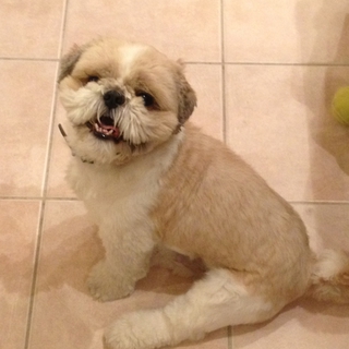 シー・ズー　♂　