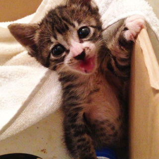 可哀想な捨て猫です。（7/31情報更新）