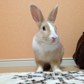 【里親決定しました！】うさぎちゃんの里親募集中。