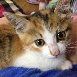 ひとなつっこい三毛猫の子猫（♀）