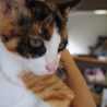 綺麗な三毛猫の女の子♡家族募集中 サムネイル3