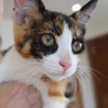 綺麗な三毛猫の女の子♡家族募集中 サムネイル2