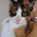 綺麗な三毛猫の女の子♡家族募集中