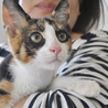 綺麗な三毛猫の女の子♡家族募集中 サムネイル5