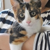 綺麗な三毛猫の女の子♡家族募集中 サムネイル4
