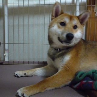 とても素敵な里親様に出会えました！感謝いたします。