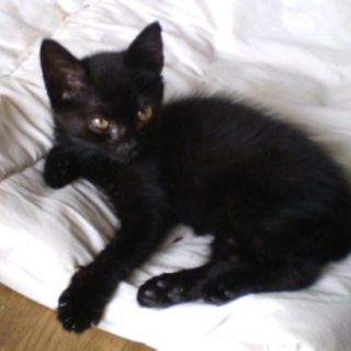 ジジのような黒猫の男の子