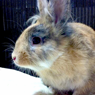 アンゴラ７ヶ月募集