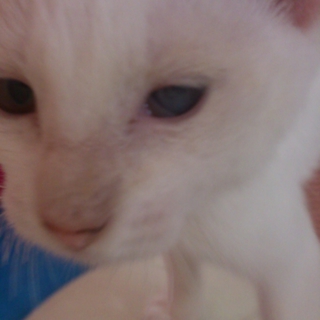 ４か月程度の子猫です！