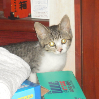 4か月　猫4匹　女の子　里親さんになってください