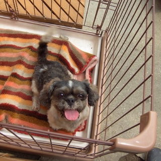 シーズのももちゃん