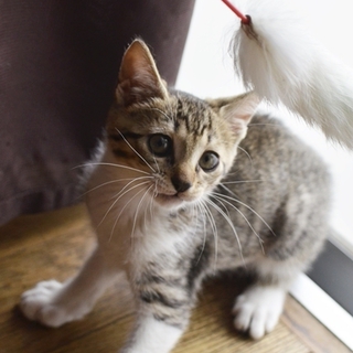 子猫の蘭丸くん