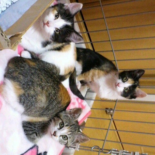子猫の里親募集しています！