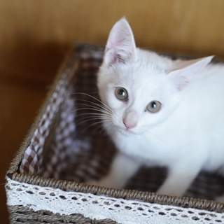 白　子猫　メリダちゃん