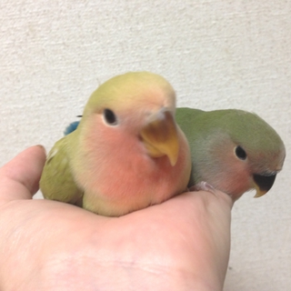 里親決定！