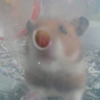 ゴールデンハムスターの里親さん募集