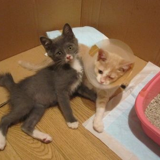 頑張ってくれた兄妹♂♀