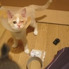 頑張ってくれた兄妹♂♀ サムネイル5