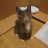 頑張ってくれた兄妹♂♀ サムネイル6
