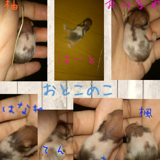 急募!ゴールデンハムスター1カ月里親募集中