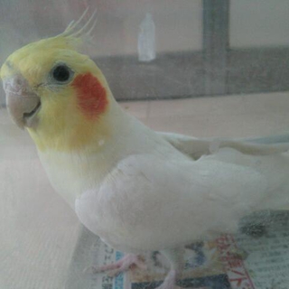 オカメインコ（６歳オス）里親募集