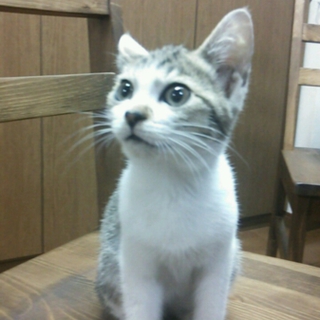 名古屋　捨て猫　ルルくんの里親さま募集