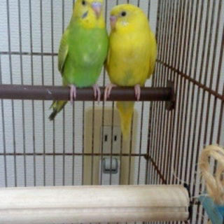 可愛いセキセインコの里親募集