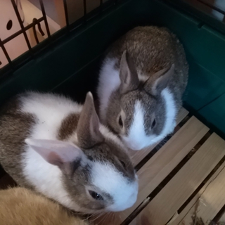 仔ウサギの里親募集です＾＾