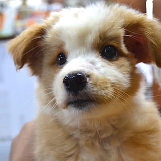 mix犬仔犬、花音ちゃん