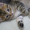 こねこ、里親募集中！