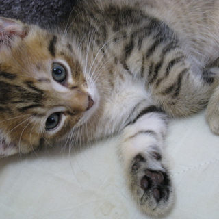 こねこ、里親募集中！