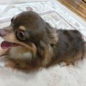 急募集！チワワ雄