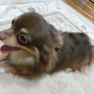 急募集！チワワ雄