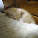 こねこ、里親募集中！